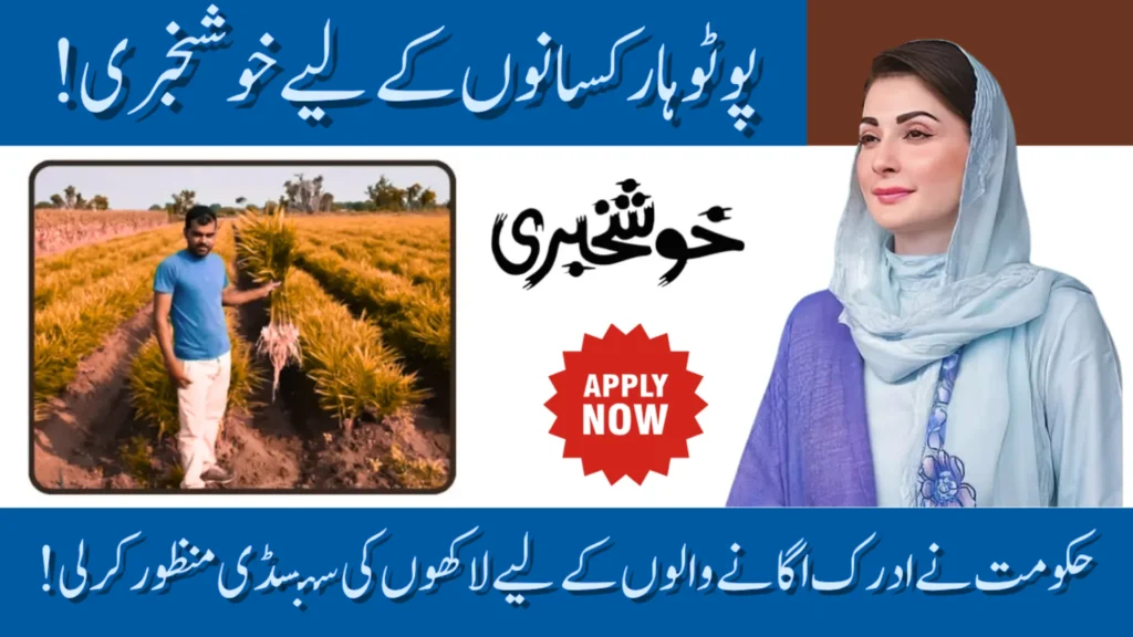 Potohar Ginger Subsidy 2025